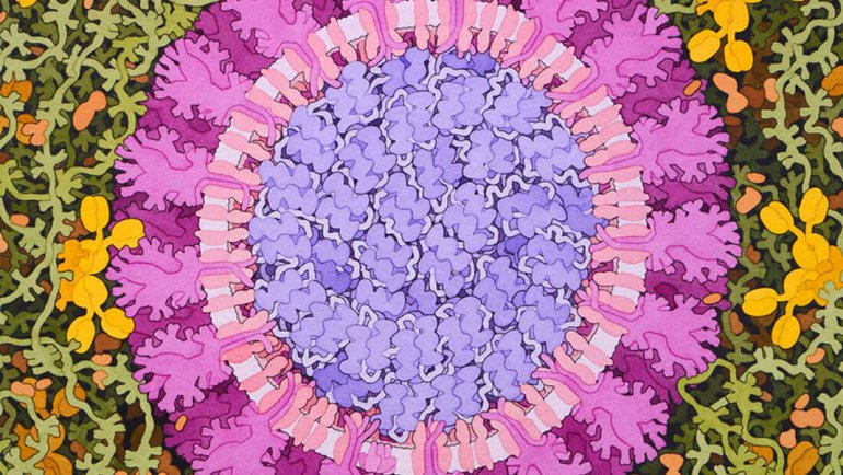Koronavirüsün yumuşak karnı