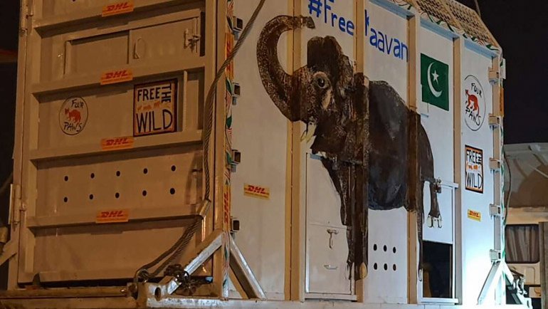 "Dünya'nın en yalnız fili" taşındı
