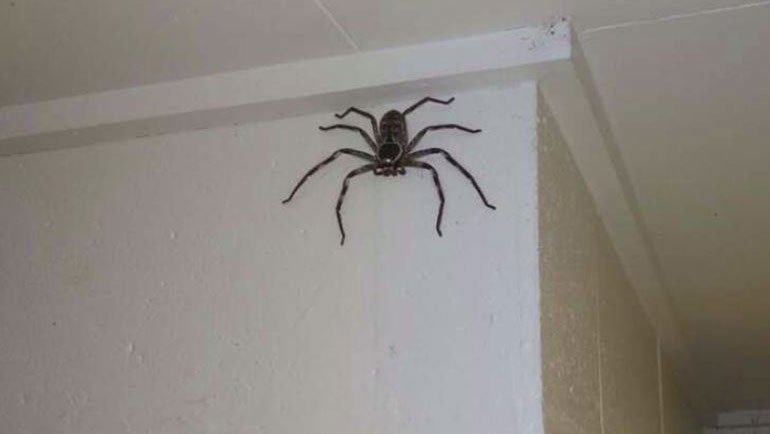 "Evde yaşayan" dev örümcek